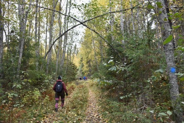 Sukellus hiiden myyttiseen metsään – luonnon pyhät paikat esille  nykyihmisellekin - Msl