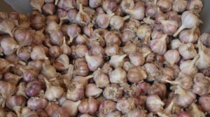 Valkosipuleita